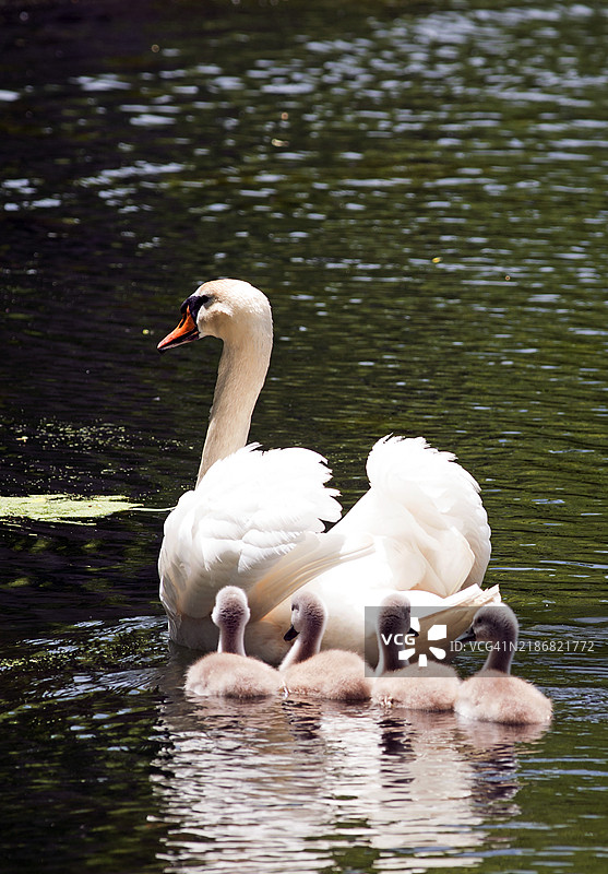一只成年天鹅和四只幼小的天鹅宝宝在纽约亨廷顿的赫克舍公园池塘中。图片素材