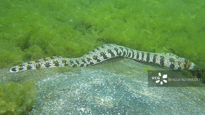 斑点海鳗（Echidna nebulosa）在印度尼西亚巴厘岛吉利马努克的秘密湾潜水点的海床上游动图片素材