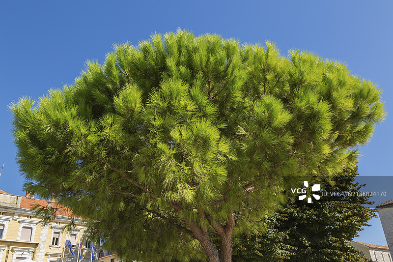 低角度视图和特写的红松 - 夏末的松树，克罗地亚扎达尔，欧洲图片素材