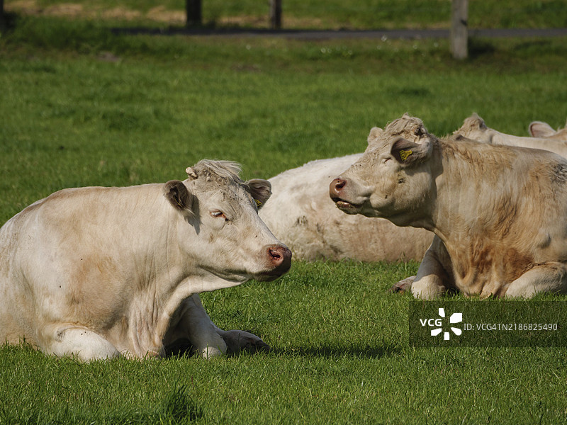 几头牛在德国明斯特地区的温暖夏日阳光下，安静地休息在绿色草地上。图片素材