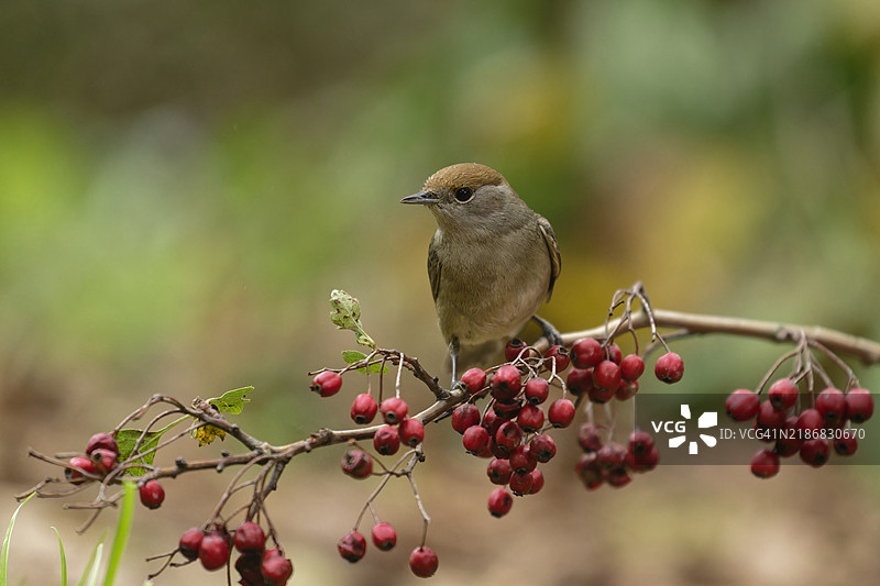 黑顶雀在山楂树枝上图片素材