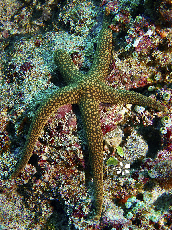 橙绿海星，新喀里多尼亚海星，黄网海星（Nardoa novaecaledoniae），在海洋的珊瑚礁上，潜水地点Toyapakeh，努沙切宁安，努沙佩尼达，巴厘岛，印度尼西亚，亚洲图片素材