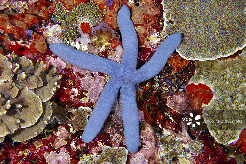 明亮的蓝色海星（蓝色光滑海星）在多彩的珊瑚礁上，潜水地点：Toyapakeh，努沙塞宁安，努沙佩尼达，巴厘岛，印度尼西亚，亚洲图片素材