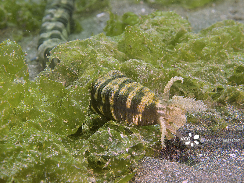 条纹图案的羽口海参（Synapta maculata）在沙底的绿色藻类中，潜水地点：印尼巴厘岛吉利马努克的秘密湾。图片素材