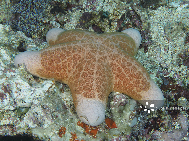 带有橙色图案的海星，颗粒状滚筒星（Choriaster granulatus），在珊瑚表面，潜水地点Toyapakeh，努沙塞宁安，努沙佩尼达，巴厘岛，印度尼西亚，亚洲图片素材