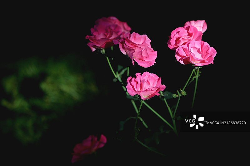 微微开启的粉色玫瑰花在模糊的深色背景下，金色时光中绽放。图片素材