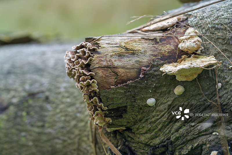 银叶真菌蘑菇 - 紫色木耳图片素材