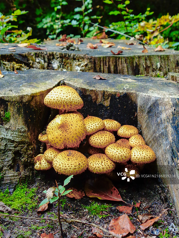 常见地球球菌 - 黄球菌图片素材