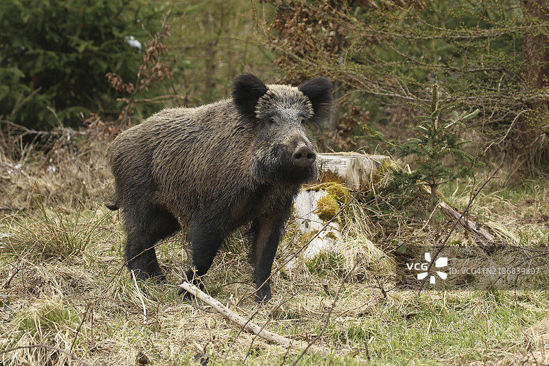 野猪（Sus scrofa）在德国巴伐利亚的阿尔高地区灌木丛边缘栖息图片素材