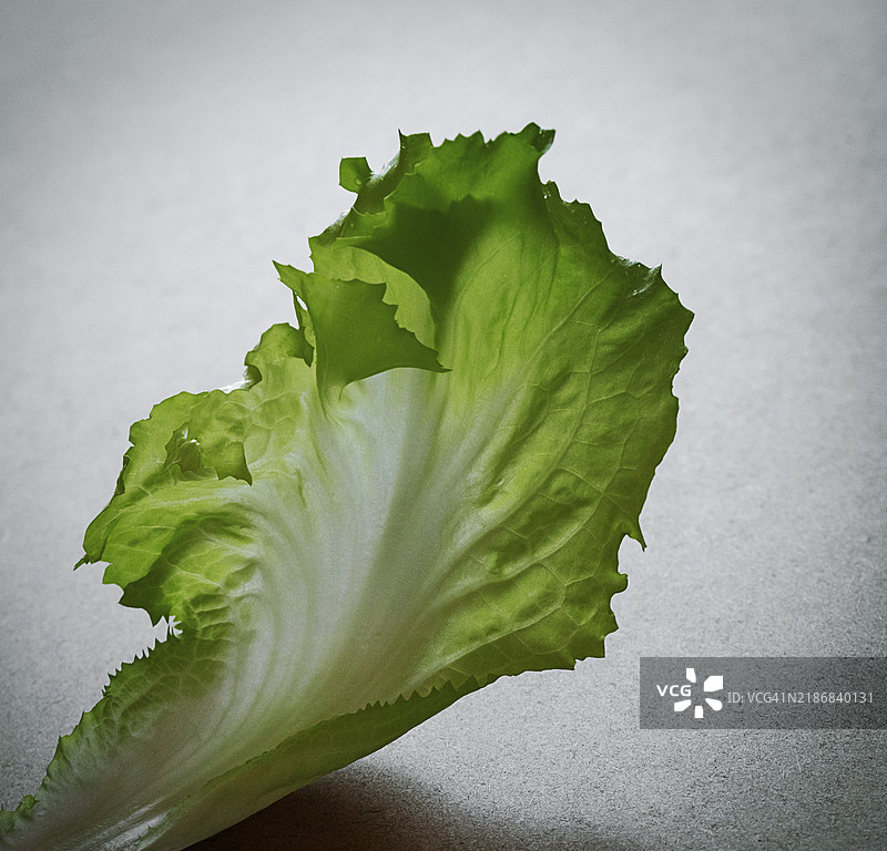 沙拉叶图片素材