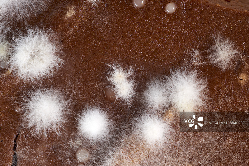 白色霉菌在变质食物表面生长图片素材