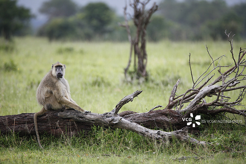 坦桑尼亚的狒狒在米库米国家公园休息，非洲图片素材