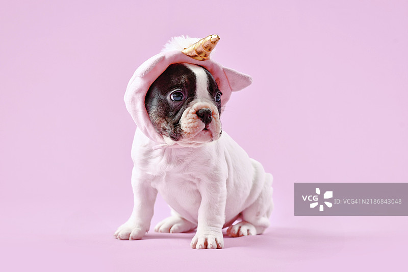 可爱的法国斗牛犬小狗戴着可爱的独角兽帽子，金色的角在粉色背景上。图片素材