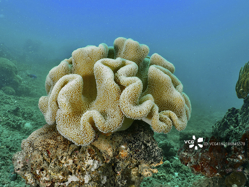 水下岩石上的蘑菇皮珊瑚（Sarcophyton glaucum），潜水地点：巴厘岛佩尼亚潘，印度尼西亚，亚洲图片素材