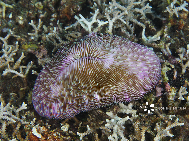 紫色蘑菇珊瑚（Fungia fungites），石珊瑚，带有细致的花纹，位于潜水地点贡多尔礁，贡多尔，巴厘岛，印度尼西亚，亚洲图片素材