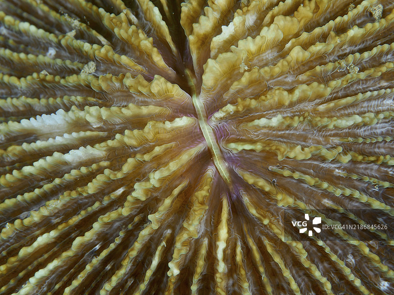 棕色珊瑚特写，蘑菇珊瑚（Fungia fungites），展示细致的细节和纹理，潜水地点：贡多湾，贡多，巴厘岛，印度尼西亚，亚洲图片素材