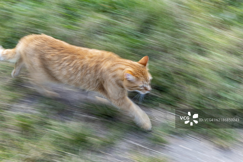 金棕色的快速猫在运动中图片素材