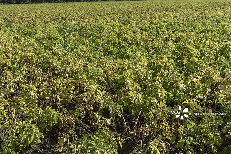 丰收前的大型土豆田图片素材