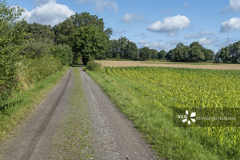 农田小路旁的玉米田和谷物田图片素材