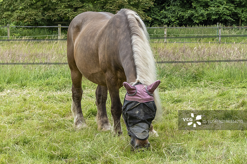 戴着面具的吃草马图片素材