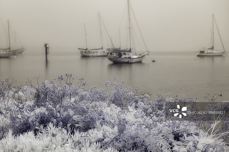 雾中的港口船只，莫罗湾，加利福尼亚州圣路易斯-奥比斯波县图片素材