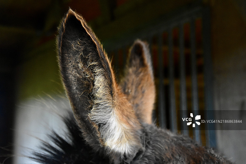 驴子的倾听耳朵。图片素材