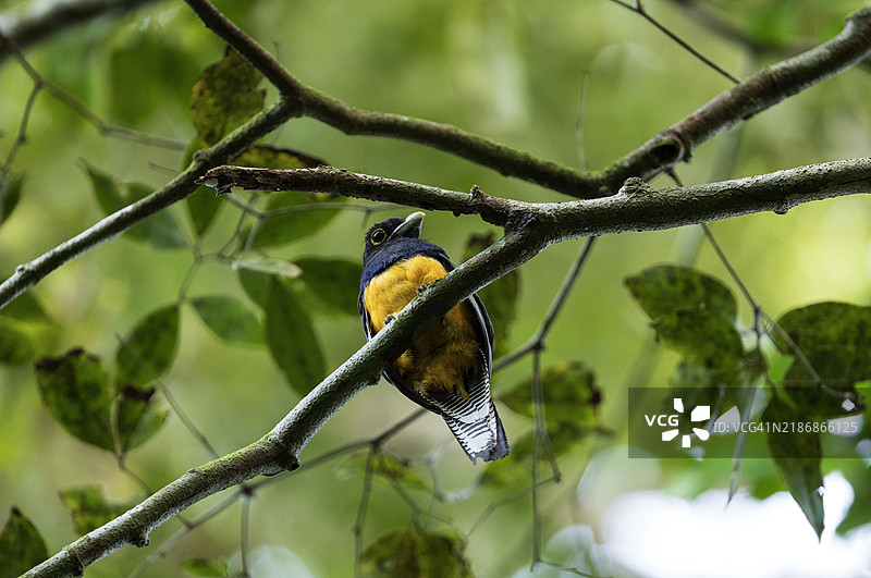 圭亚那翠鸟。图片素材
