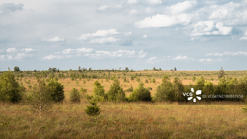 高芬高原(Hautes Fagnes)著名自然地标的树木景观,前方是石楠和沼泽地,位于比利时阿登山脉的高芬-艾菲尔自然公园,属于列日省,位于瓦隆大区。图片素材
