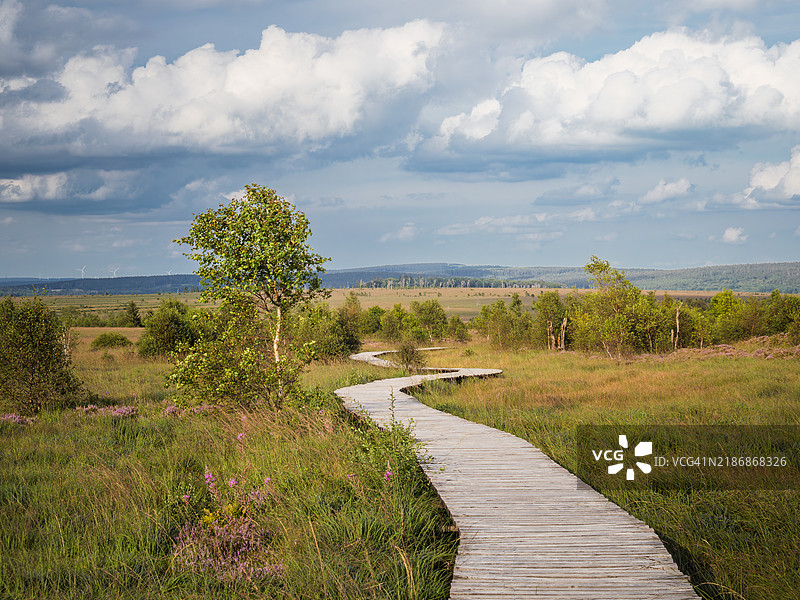在比利时阿登地区的高沼泽高原（Hautes Fagnes），一条蜿蜒的木栈道徒步小径穿过草丛、花朵、树木和沼泽地，形成了一处自然地标。图片素材