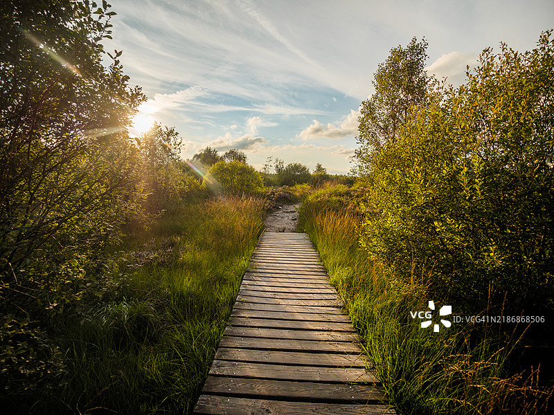 日落时分,位于比利时阿登山脉的高沼泽(Hautes Fagnes)自然保护区中,步道穿过石楠花丛,夕阳在树后缓缓落下,高沼泽 - 艾菲尔自然公园 - 列日省 - 瓦隆 - 比利时。图片素材