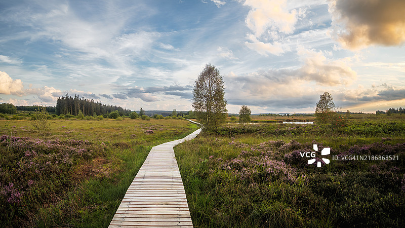 日落时分,位于比利时阿登地区的高沼泽(Hautes Fagnes)自然地标中,沿着石板路徒步旅行的小径全景,背景是泥炭沼泽。高沼泽 - 艾菲尔自然公园 - 列日省 - 瓦隆 - 比利时。图片素材