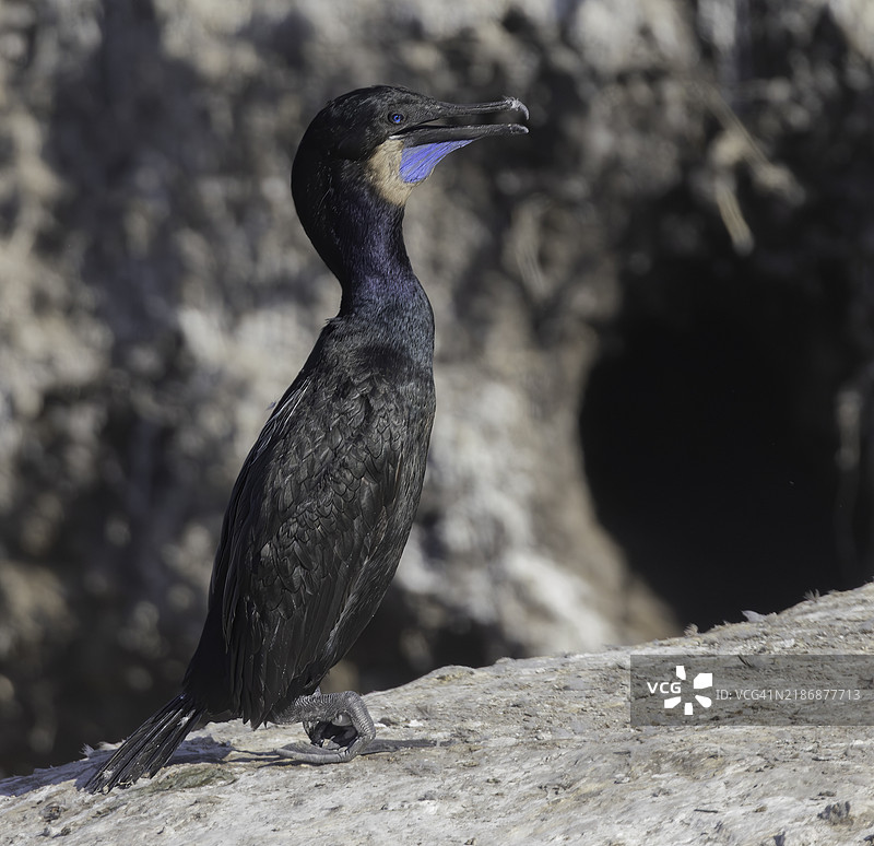 成熟的布兰特鸬鹚展示其蓝色喉囊图片素材
