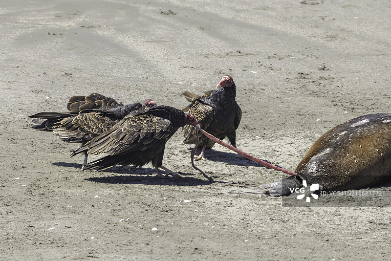 土耳其秃鹰在清理海滩图片素材