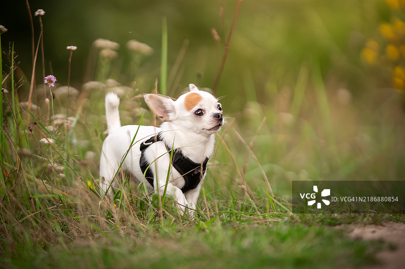 吉娃娃犬的肖像图片素材