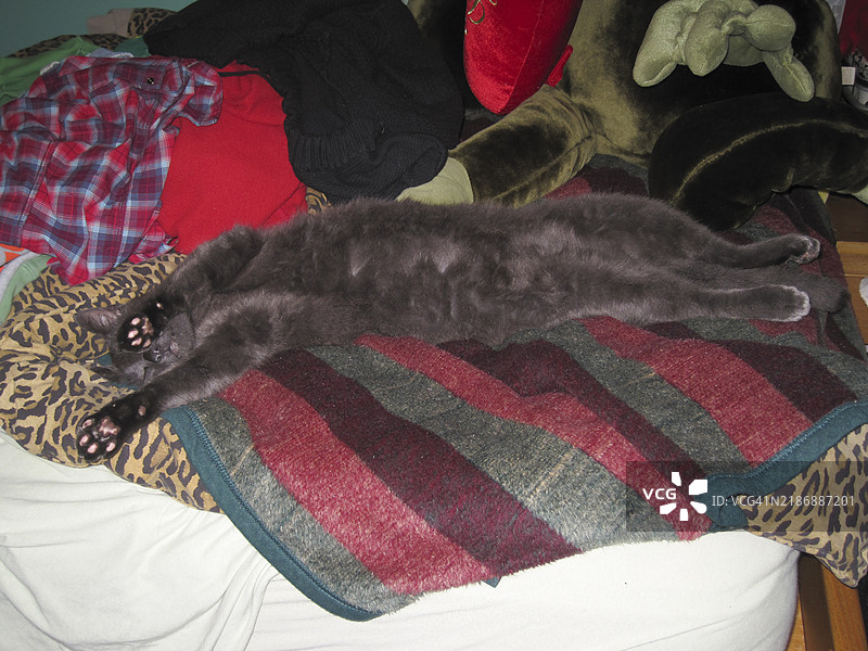 可爱的猫咪在床上睡觉，四爪伸展，享受宠爱的小宠物图片素材