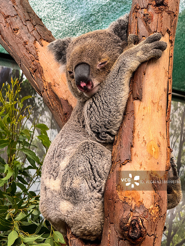 在悉尼，一只考拉在树叉中休息时睡觉/睁开眼睛。图片素材