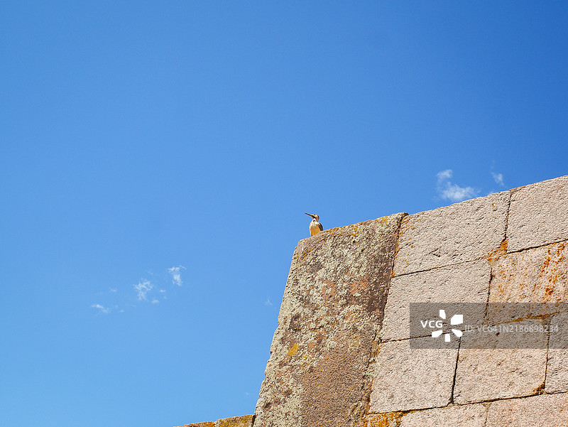 鸟栖息在玻利维亚拉巴斯附近的提瓦纳库考古遗址的灰色石墙上图片素材