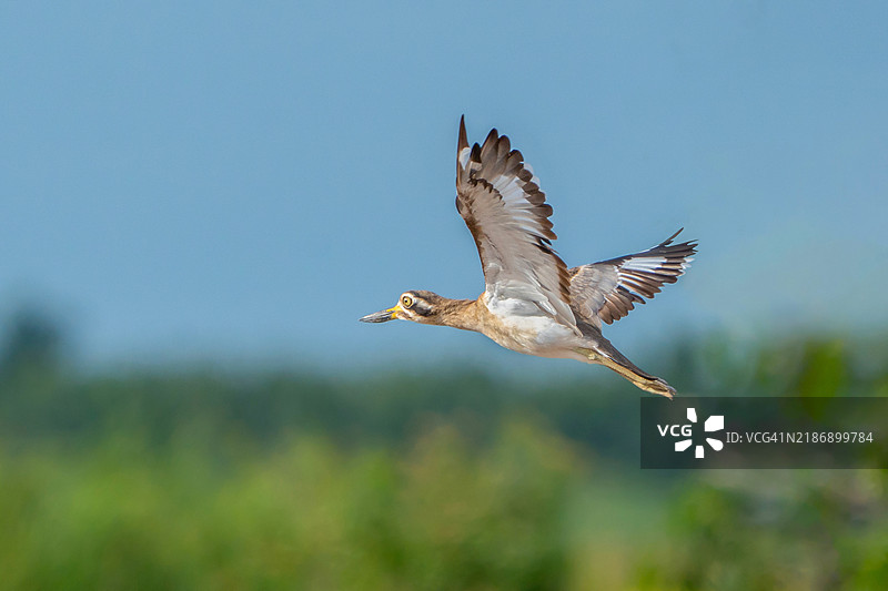 大厚膝鸟特写镜头。大石鹭或大厚膝鸟（Esacus recurvirostris）是一种大型涉禽。它的伪装羽毛使其能够与沙质栖息地完美融合。图片素材
