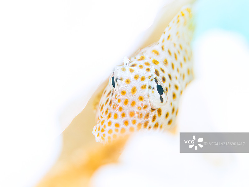 珊瑚白化现象正在发生，原因是海水温度持续偏高。美丽的桌状珊瑚和可爱的幼年豹鳚（Exallias brevis），以及一群天使小丑鱼（Pomacentrus coelestis）等其他鱼类。图片素材