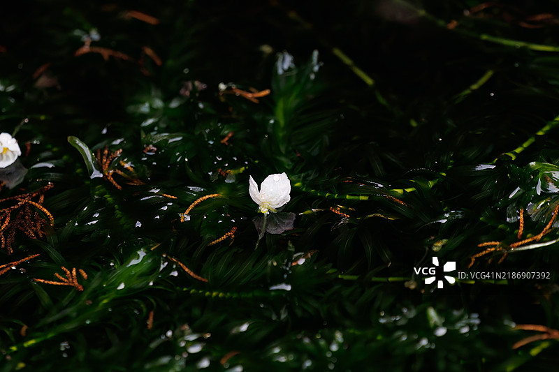 美丽的水生植物——巨型水蕨（Tricyrtaceae）在一个港口的水源地绽放。静冈县伊豆半岛南伊豆町的平藏滨海滩 - 2024。图片素材