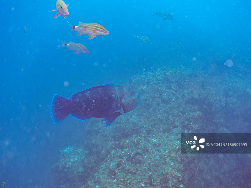 一群美丽的圆头鹦嘴鱼（Scarus ovifrons）、白鞍羊鱼（Parupeneus ciliatus）等鱼类。位于静冈县南伊豆的平藏滨海滩 - 2024年。图片素材