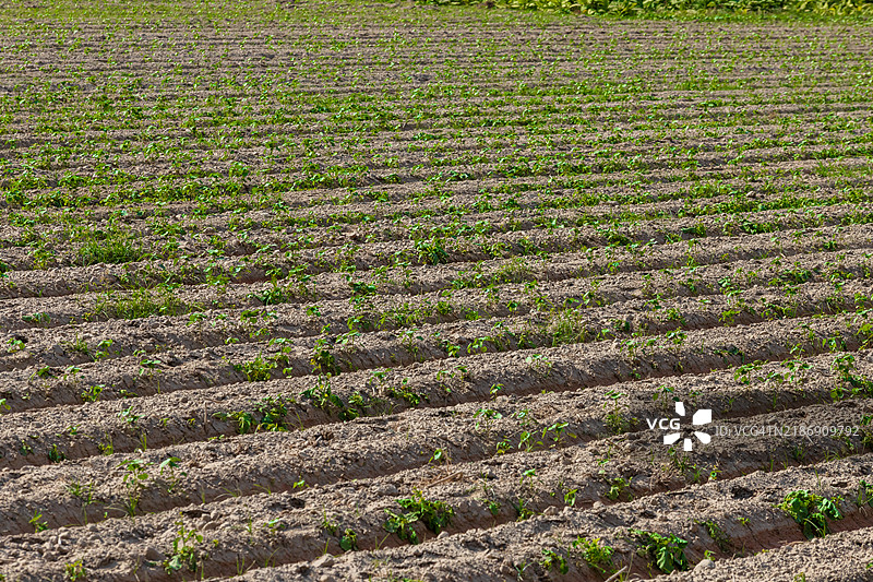 整齐排列的年轻作物农业田地图片素材