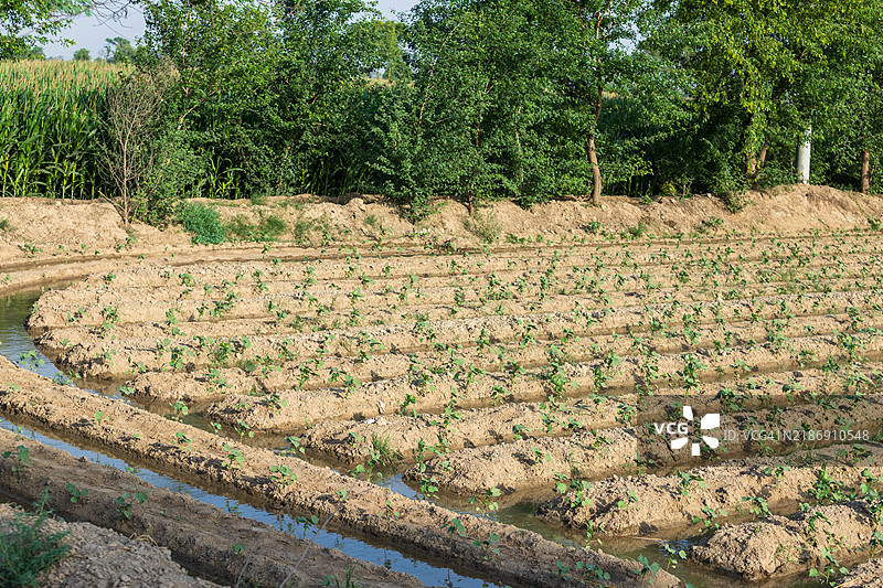 整齐排列的年轻作物农业田地图片素材