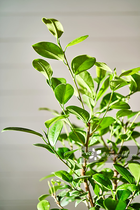植物叶子的特写。良好的植物背景。图片素材