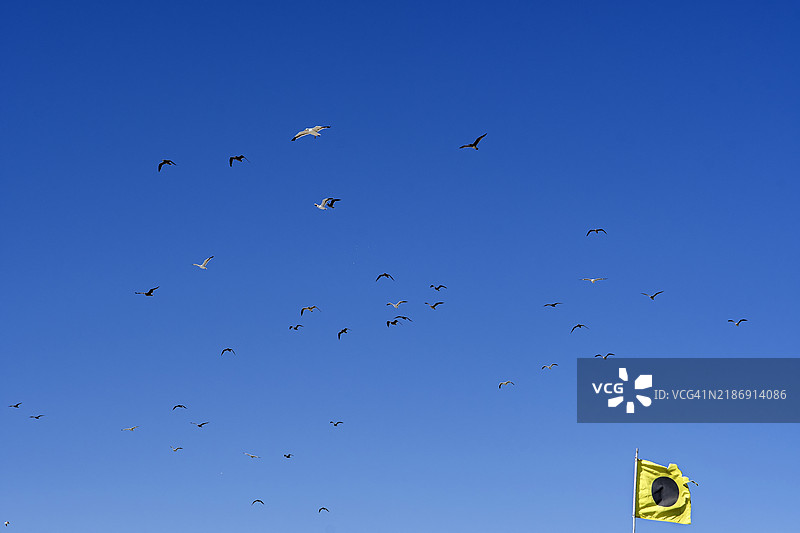 头顶上的海鸥图片素材