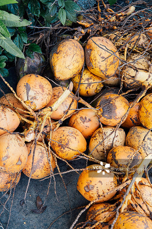 地上有很多新鲜切开的黄色椰子图片素材