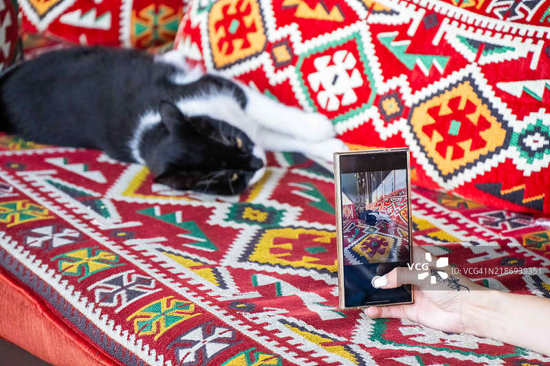 在土耳其伊斯坦布尔，使用手机拍摄坐在手工地毯上的猫。图片素材