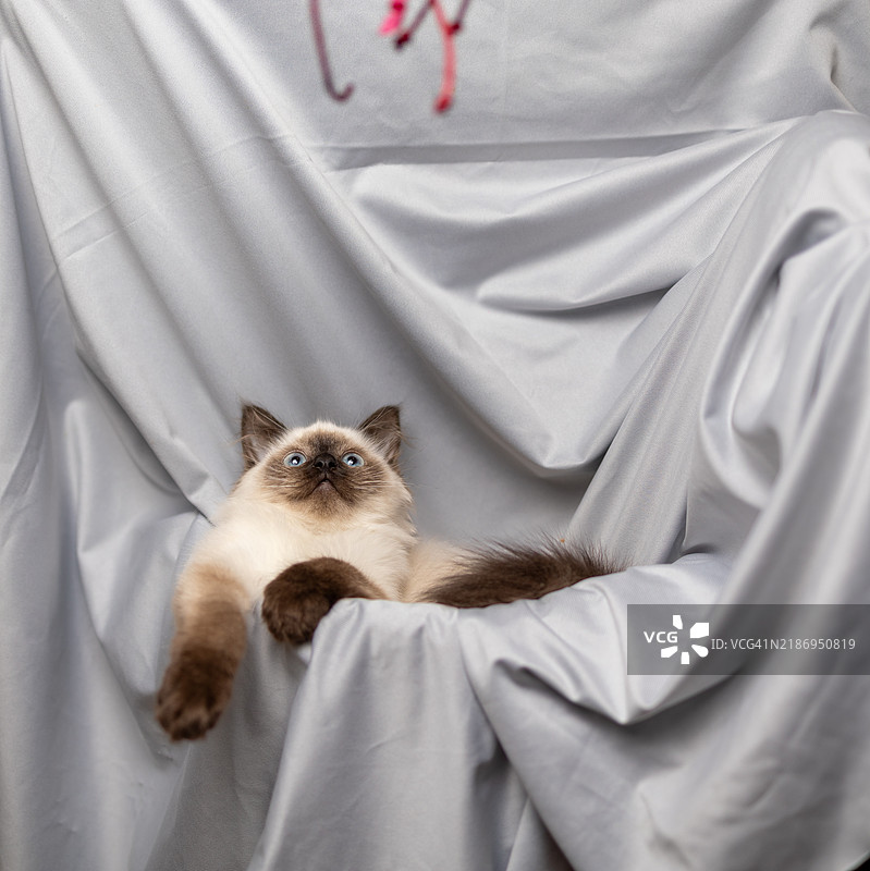 拉格多尔小猫在灰色背景下放松休息图片素材