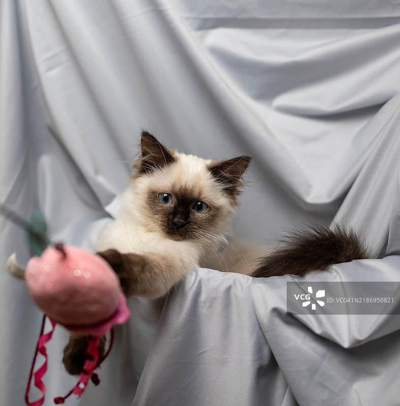 拉格多尔小猫在灰色背景下放松休息图片素材