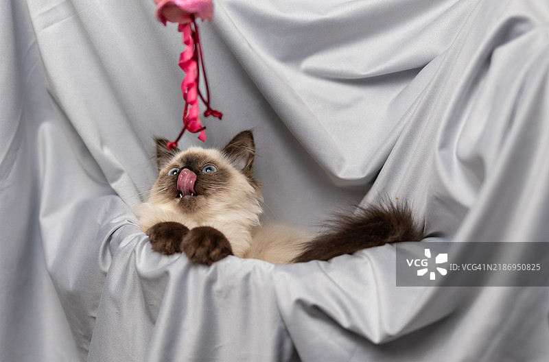 拉格多尔小猫在灰色背景下放松休息图片素材